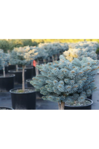 Ель колючая Глаука Глобоза на штамбе крона